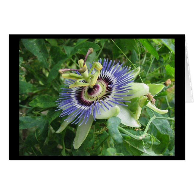 Flor de pasión (Anverso (Horizontal))