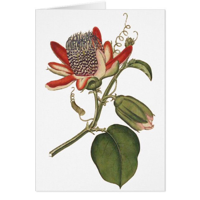 Flor de pasión vintage (Frente)