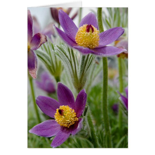Flor de Pasque o Pulsatilla (Frente)