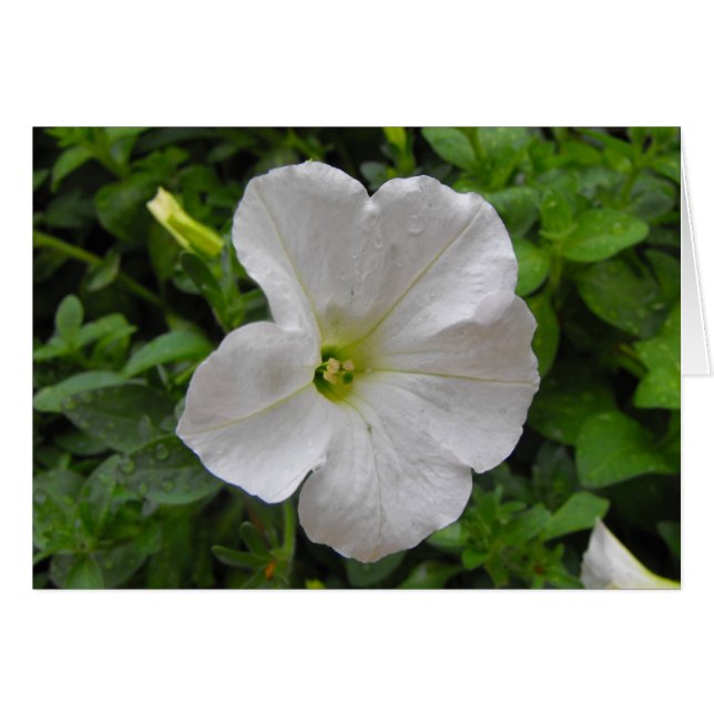 flor de petunia blanca (Anverso (Horizontal))
