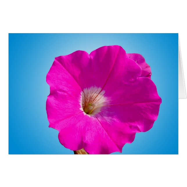 flor de petunia rosa en azul. (Anverso (Horizontal))