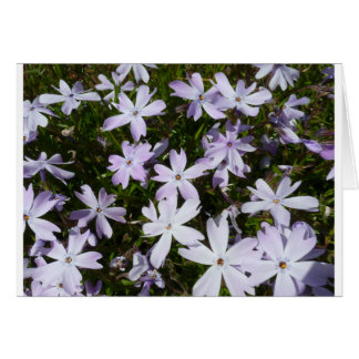 Flor de Phlox