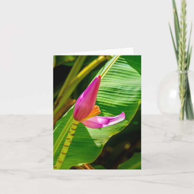 Flor de plátano, Jardines Limahuli, Kauai (Anverso)