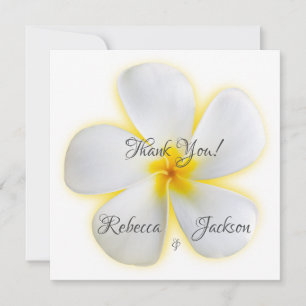 Flor de Plumeria Blanca, Amarillo, Boda, Gracias
