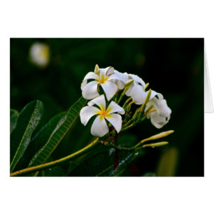 Flor de Plumeria, Maui