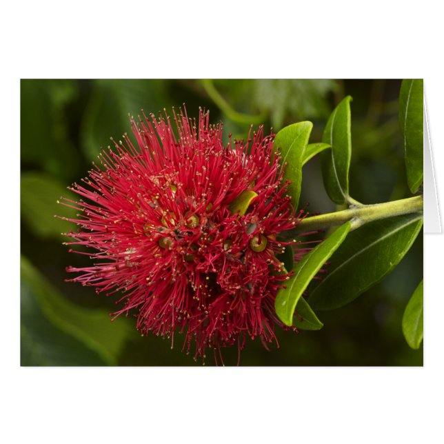Flor de Pohutukawa, Dunedin (Anverso (Horizontal))