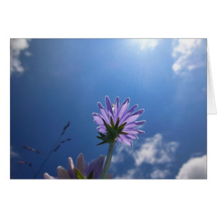 Flor de pollo iluminada por el sol