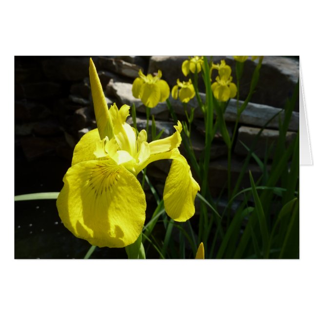 Flor de primavera brillante amarilla en irlandeses (Anverso (Horizontal))