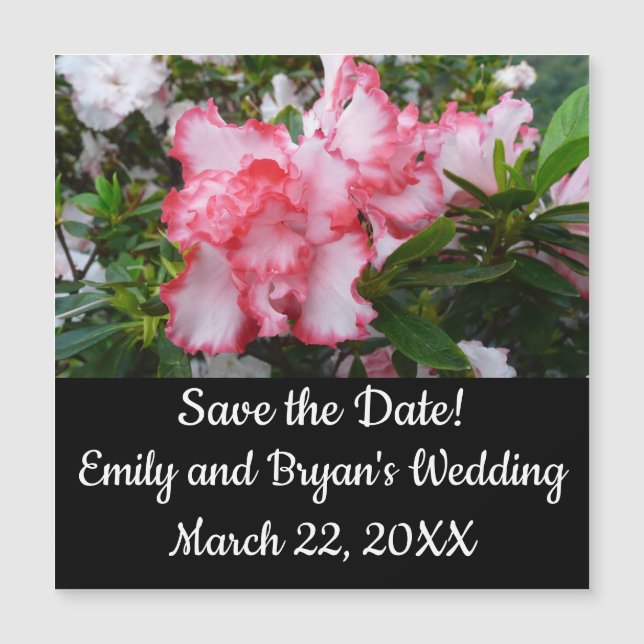 Flor de primavera de Azaleas doble roja y blanca (Anverso)