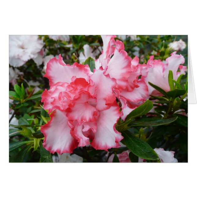 Flor de primavera de Azaleas doble roja y blanca (Anverso (Horizontal))