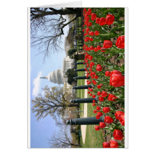 Flor de primavera del Capitolio de los Estados Uni