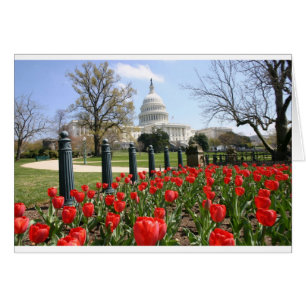 Flor de primavera del Capitolio de los Estados Uni