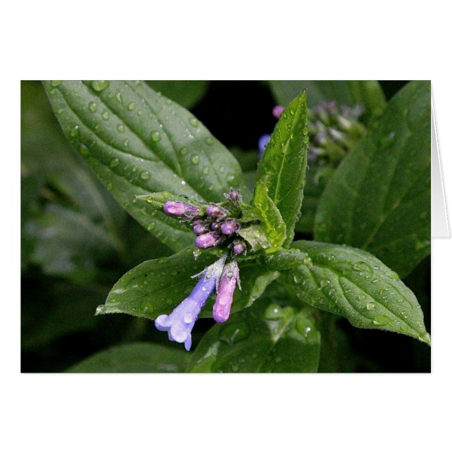 Flor de primavera en Nuevo México (Anverso (Horizontal))