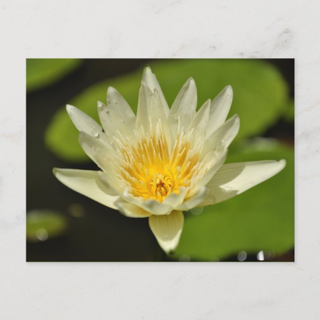 Flor de primavera - postales (Anverso)
