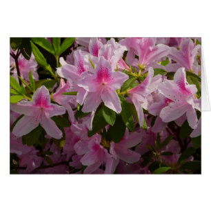 Flor de primavera rosada de Azalea Bush