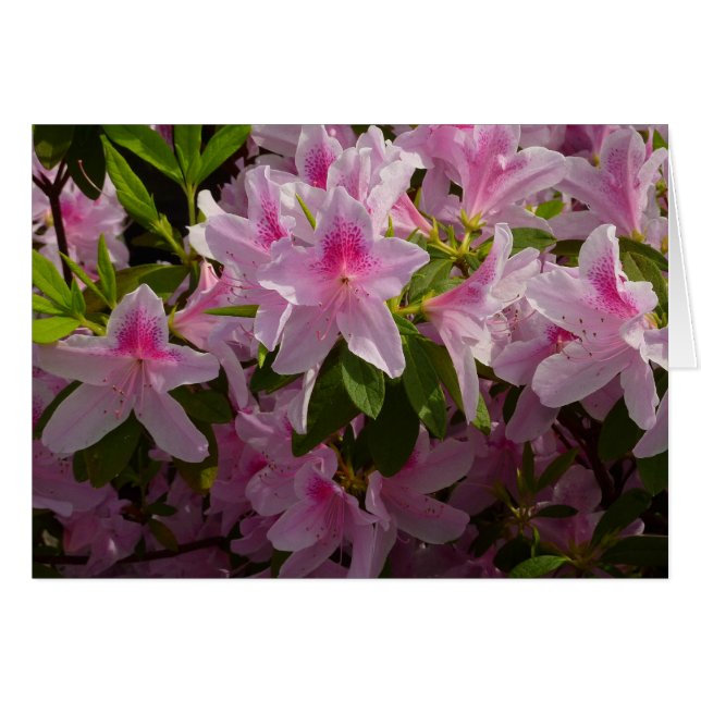 Flor de primavera rosada de Azalea Bush (Anverso (Horizontal))