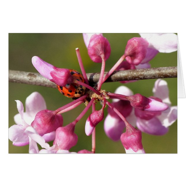Flor de Redbud con Ladybug (Anverso (Horizontal))