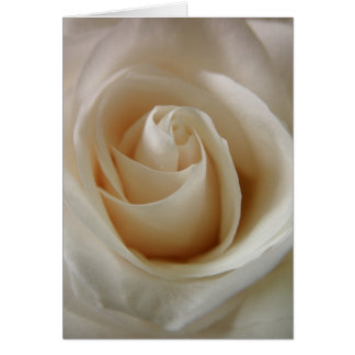 Flor de rosa blanca marfil