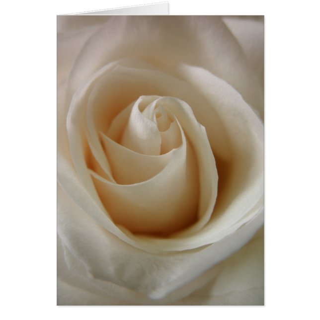 Flor de rosa blanca marfil (Frente)