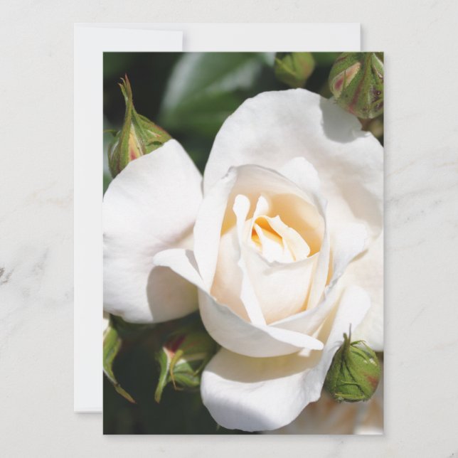 flor de rosa blanca pura bonito. (Anverso)