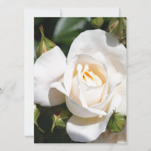 flor de rosa blanca pura bonito.