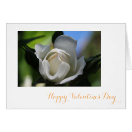 Flor de rosa blanca pura feliz día de San Valentín