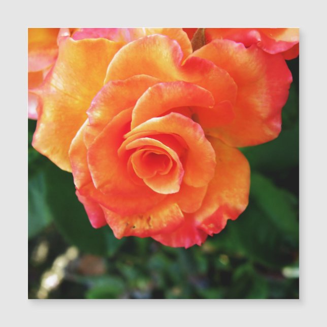 Flor de rosa naranja (Anverso)