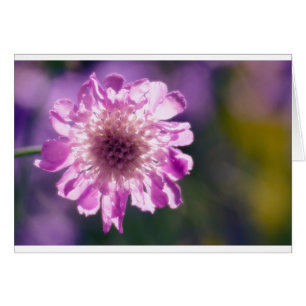 Flor de Scabiosa de la lavanda