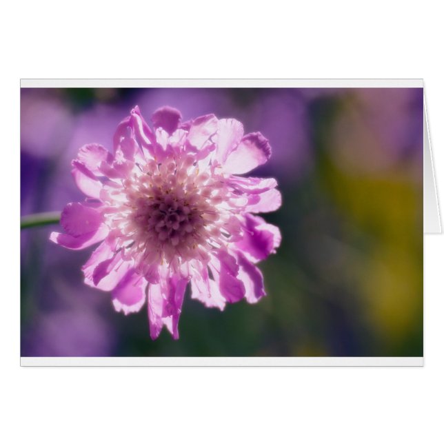 Flor de Scabiosa de la lavanda (Anverso (Horizontal))
