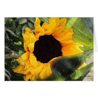 Flor de sol