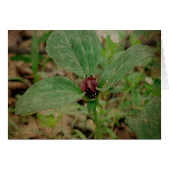 Flor de trilio (Anverso (Horizontal))