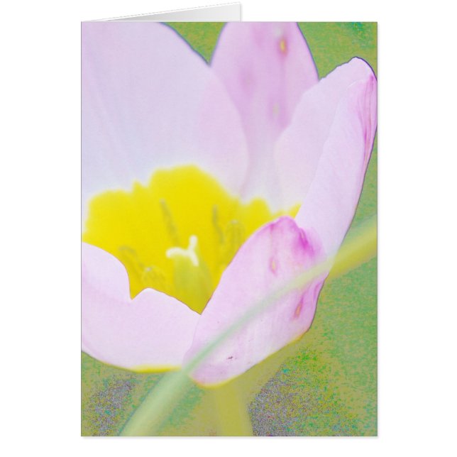 flor de tulipán morado claro (Frente)