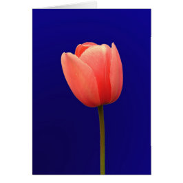 Flor de tulipán naranja en fondo azul