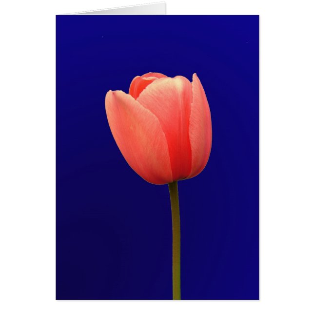 Flor de tulipán naranja en fondo azul (Frente)