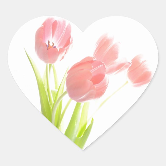 Flor de tulipán rosa retro pegatina cardíaco de Sc (Anverso)