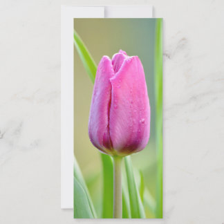 Flor de tulipano rosa