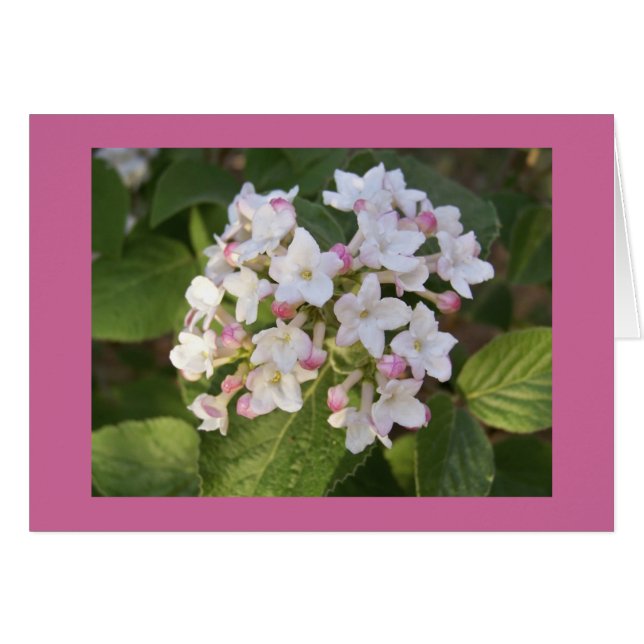 Flor de viburnum (Anverso (Horizontal))