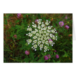 Flor de zanahoria