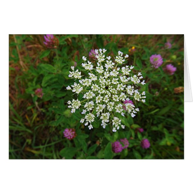 Flor de zanahoria (Anverso (Horizontal))