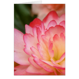 Flor del alma de la begonia