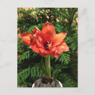 Flor del Amaryllis del navidad