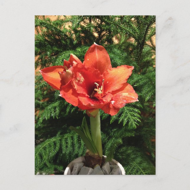 Flor del Amaryllis del navidad (Anverso)