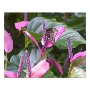 Flor del Anthurium con la mariposa 20"" foto x16