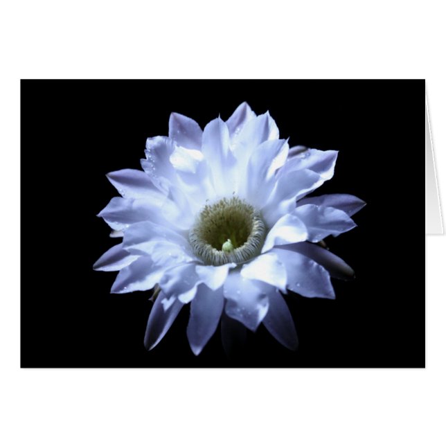 Flor del cactus del cirio (Anverso (Horizontal))