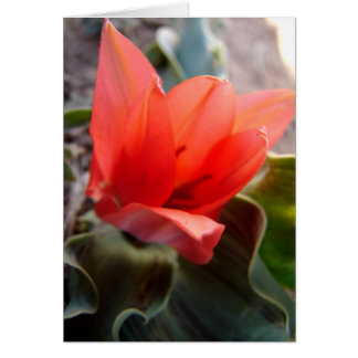 flor del desierto