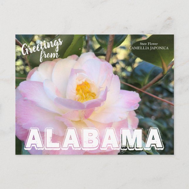 Flor del estado de Alabama, postal de Camellia (Anverso)