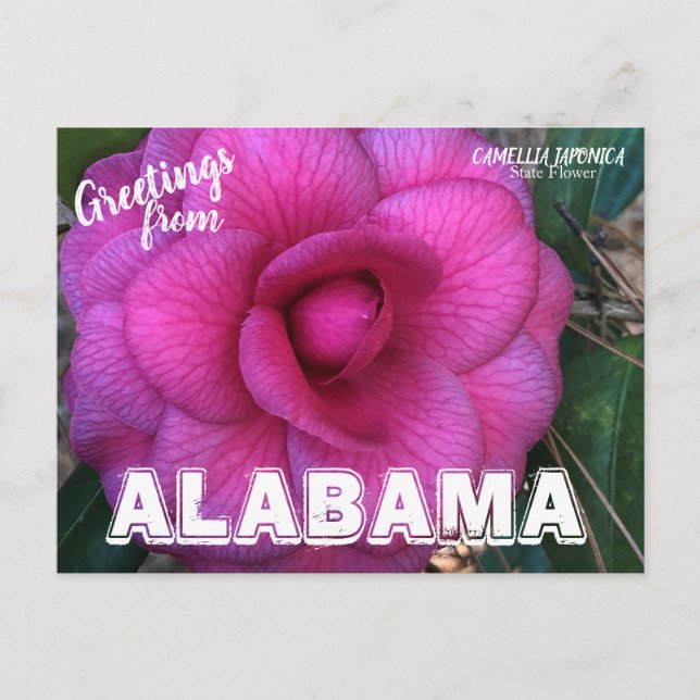 Flor del estado de Alabama, postal de Camellia (Anverso)