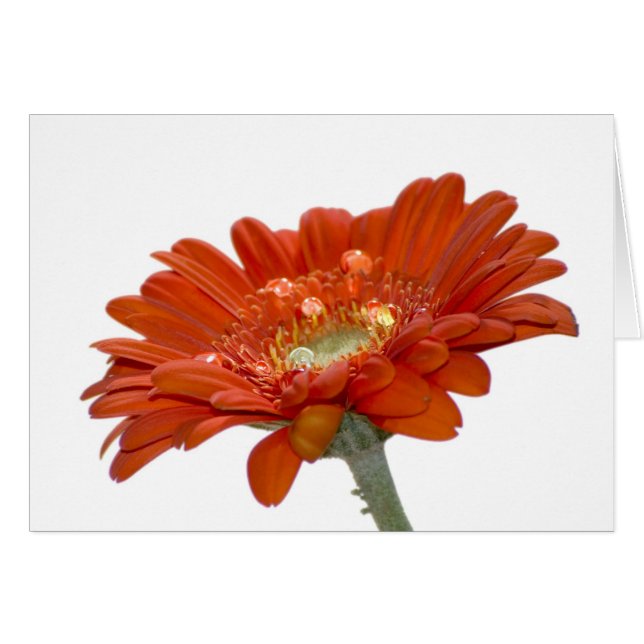 Flor del Gerbera de la margarita anaranjada (Anverso (Horizontal))