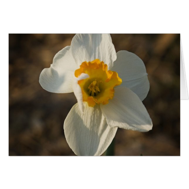 Flor del jardín (Anverso (Horizontal))