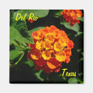 Flor del Lantana del imán de Del Río Tejas